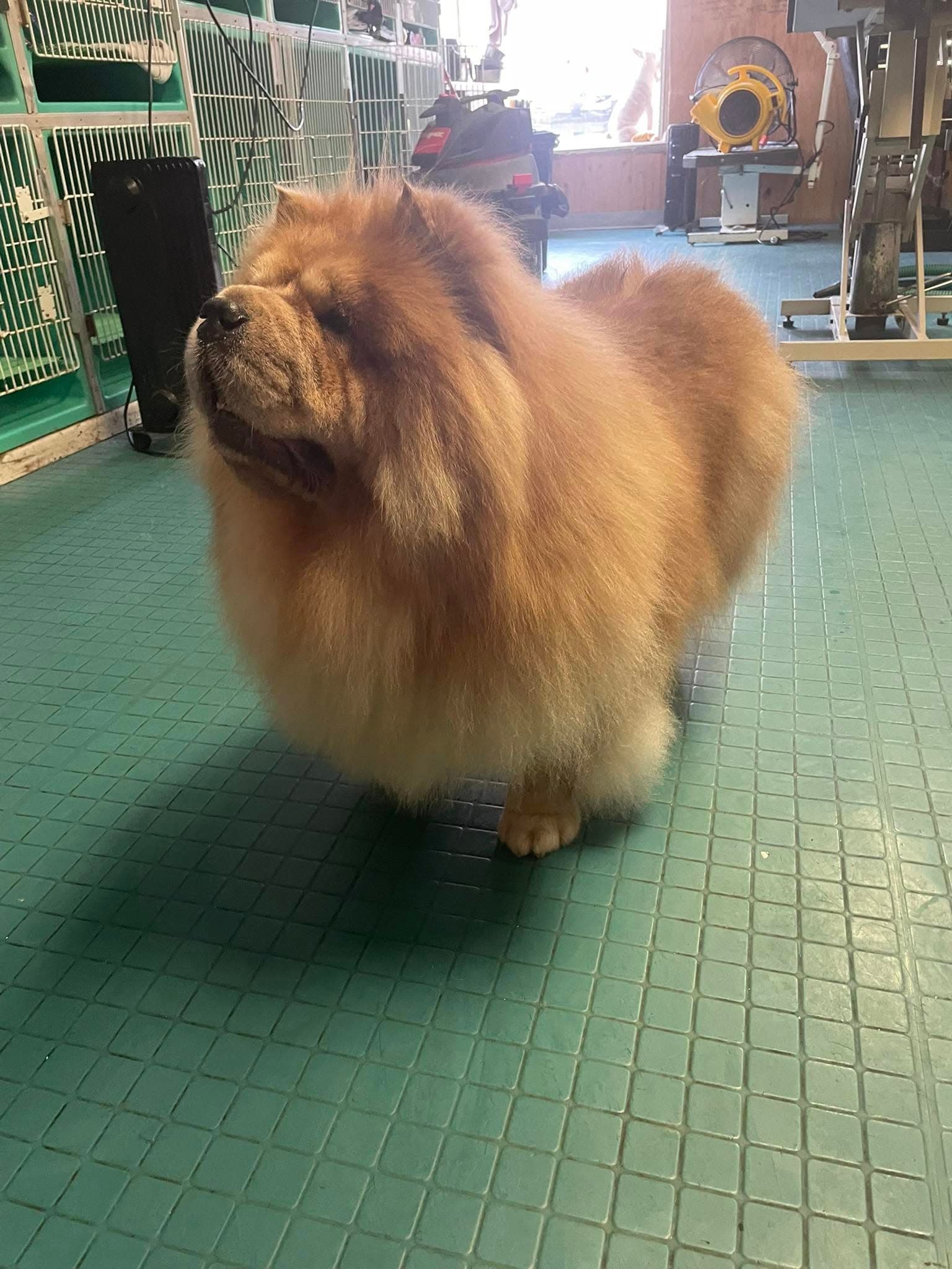 Freshly groomed double-coated Chow Chow at Flo's Happy Clipper