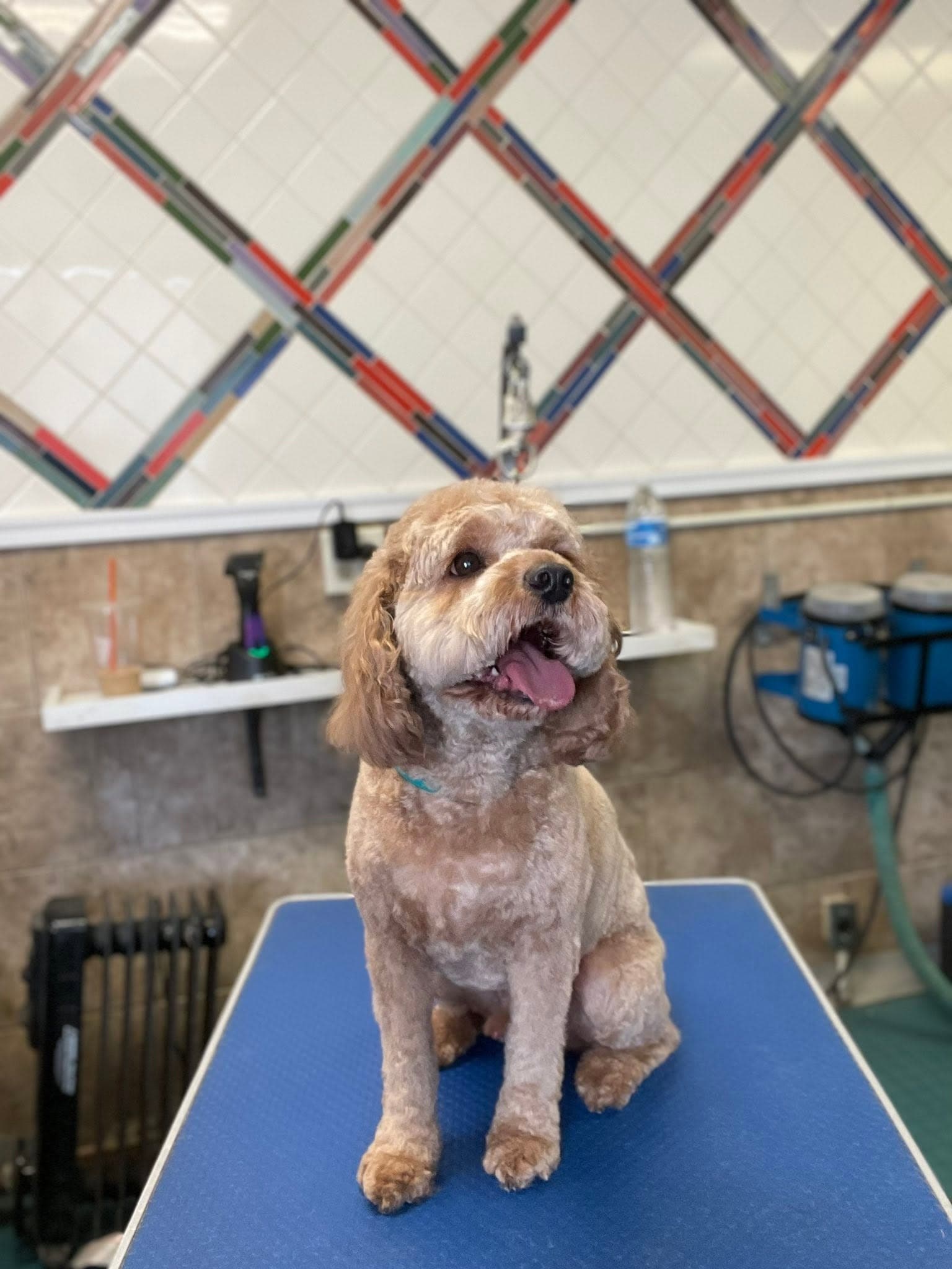 Freshly groomed tan cockapoo sitting on the grooming table at Flo's Happy Clipper