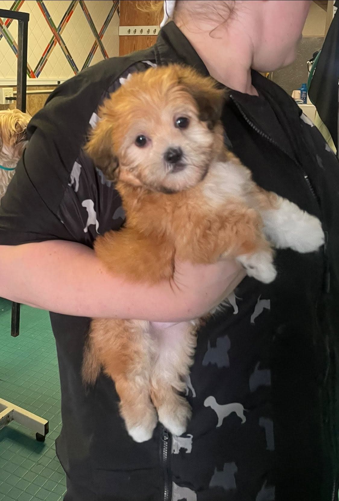 A maltipoo puppy held by a groomer at Flo's Happy Clipper