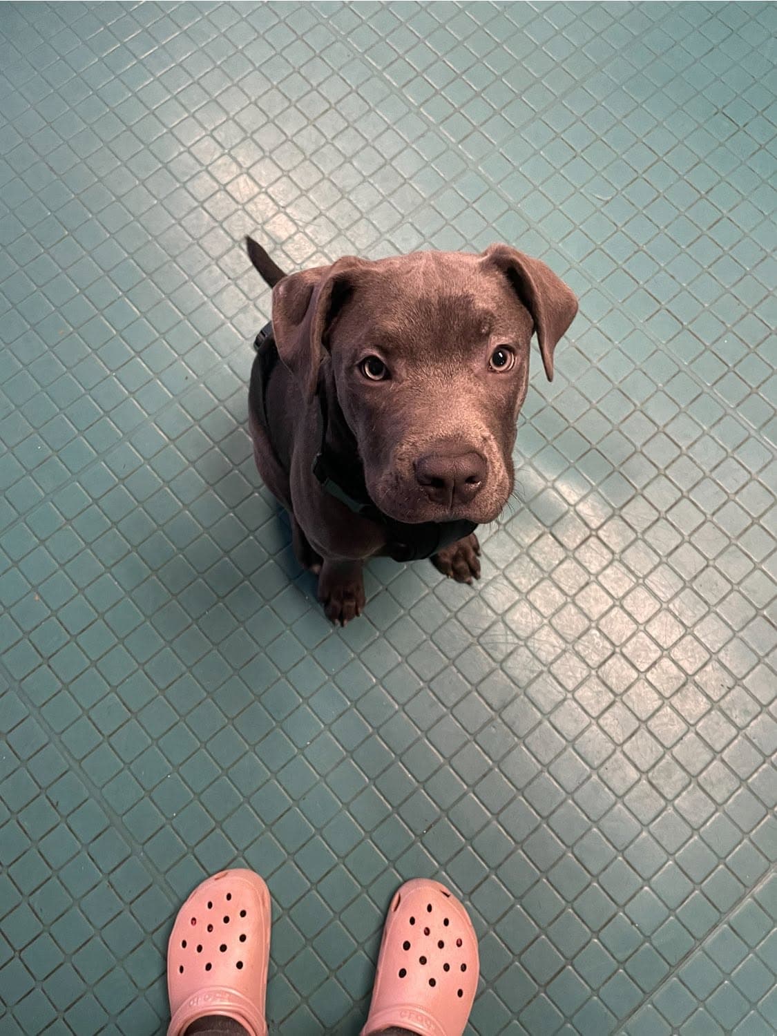 A young dog visiting Flo's Happy Clipper