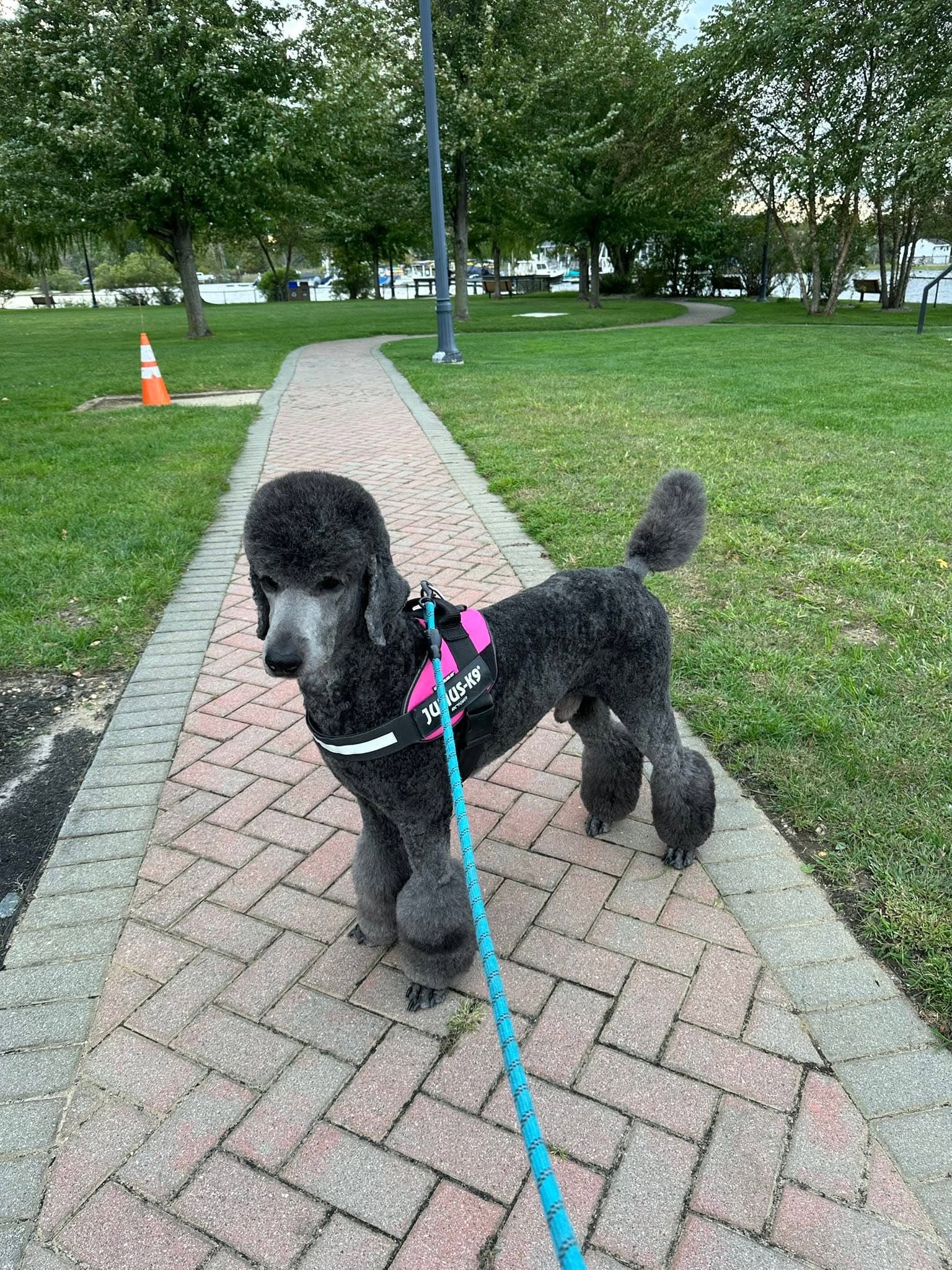 Standard poodle in a continental trim, groomed at Flo's Happy Clipper, out on a walk