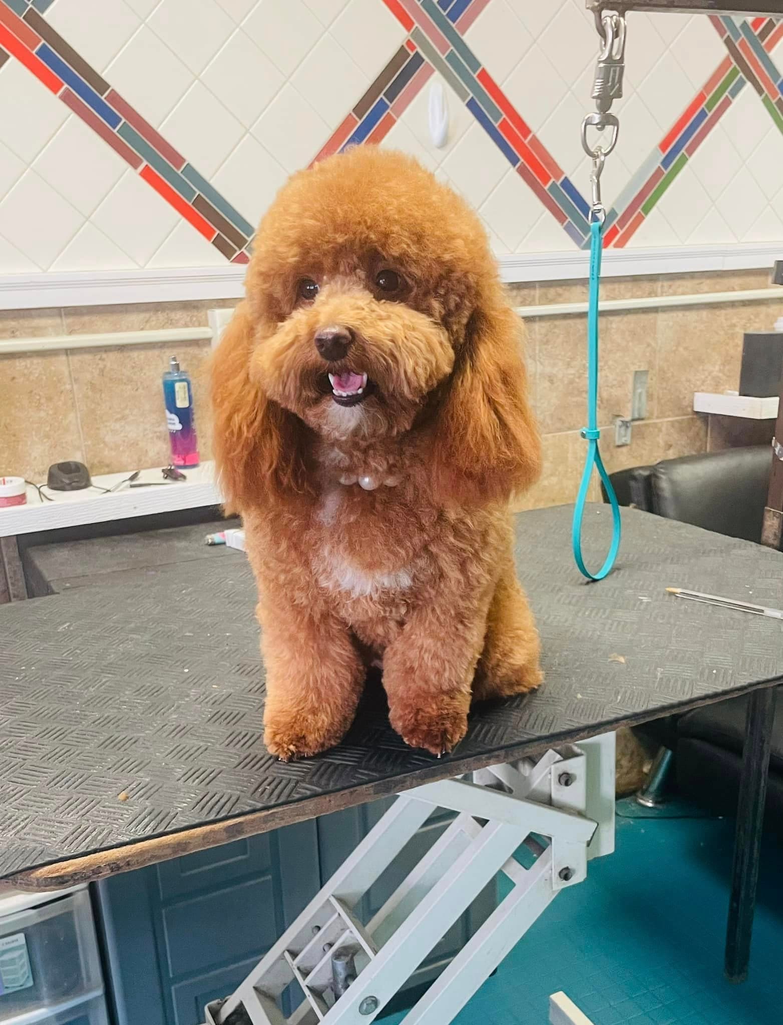 Freshly groomed apricot toy poodle sitting on the grooming table at Flo's Happy Clipper